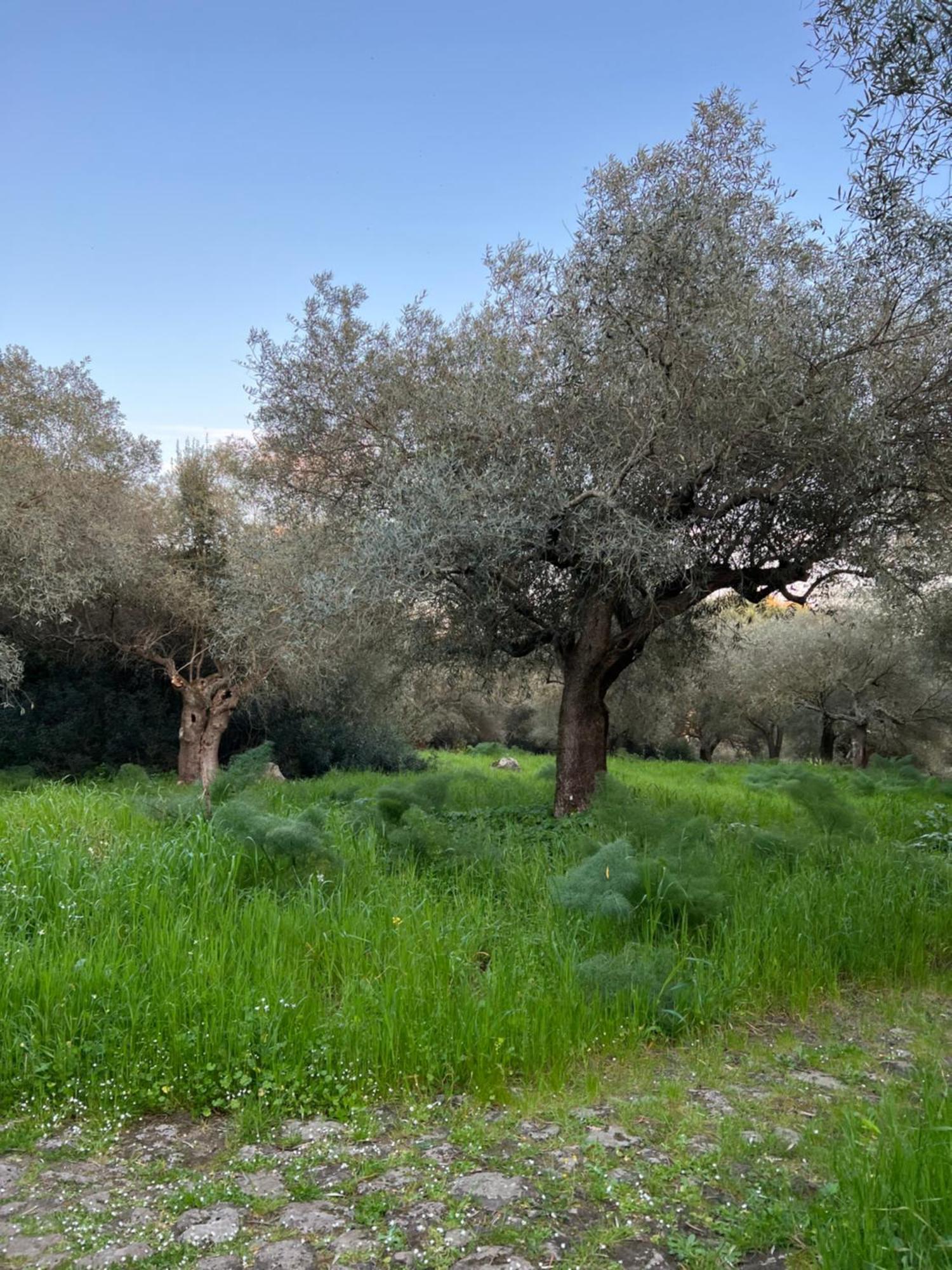 Muristene Pozzo Santa Cristina Paulilatino Экстерьер фото